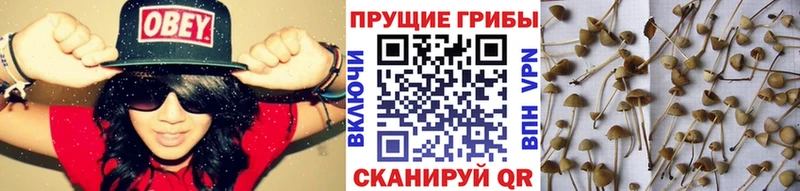 цена наркотик  KRAKEN вход  Галлюциногенные грибы GOLDEN TEACHER  Сертолово 
